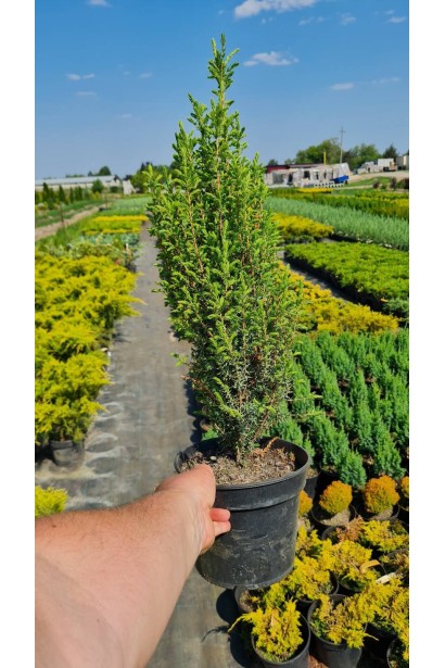 Ялівець звичайний Арнольд - 3л/вис.35-45см/Ø15-20см